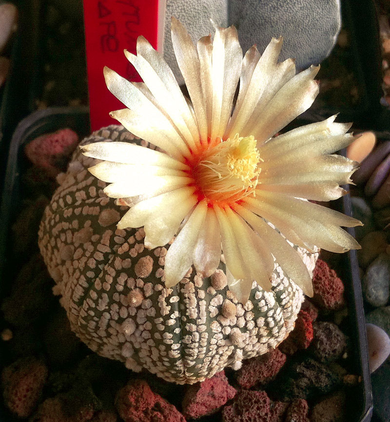 Astrophytum asterias cv. Super Kabuto